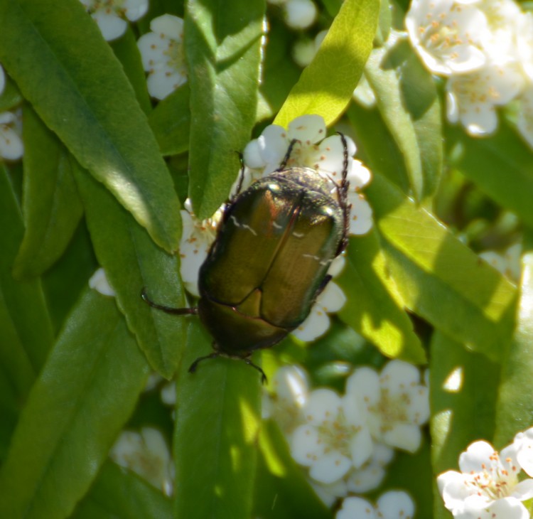 Cetonia aurata pisana